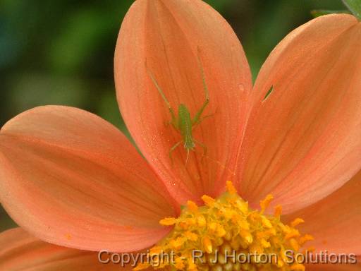 Grasshopper on dahlia 